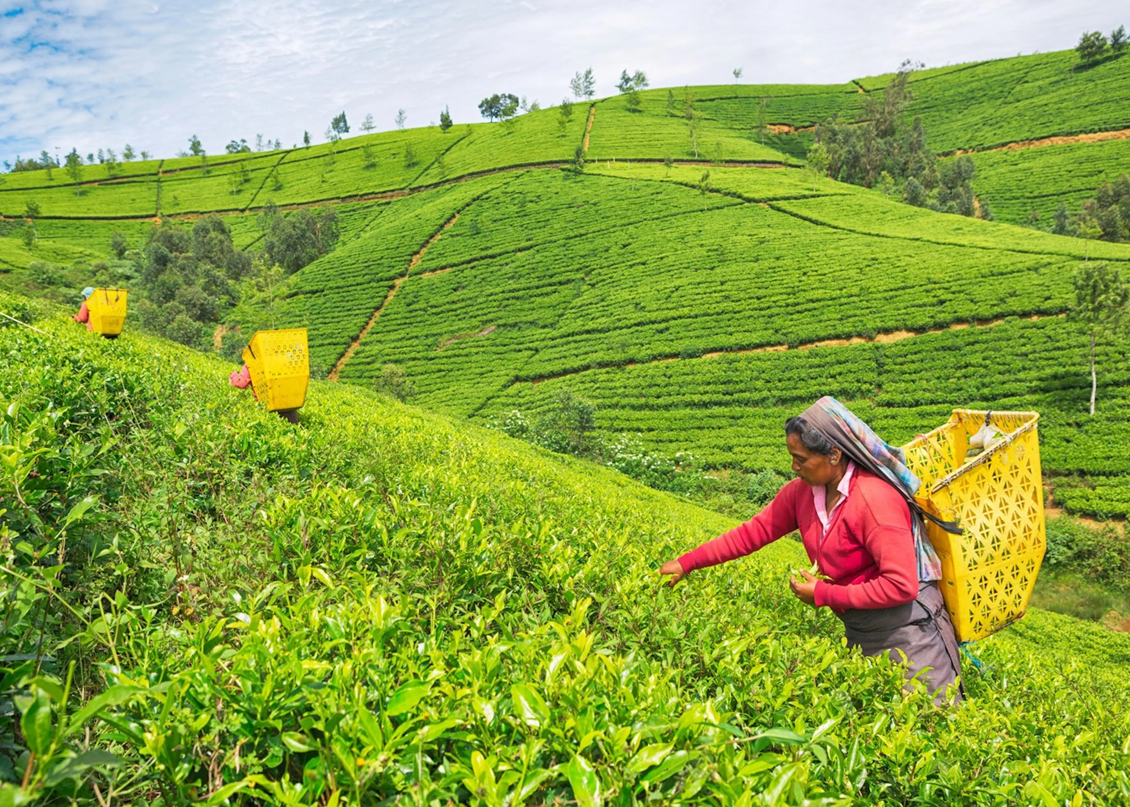 Nuwara Eliya, Sri Lanka